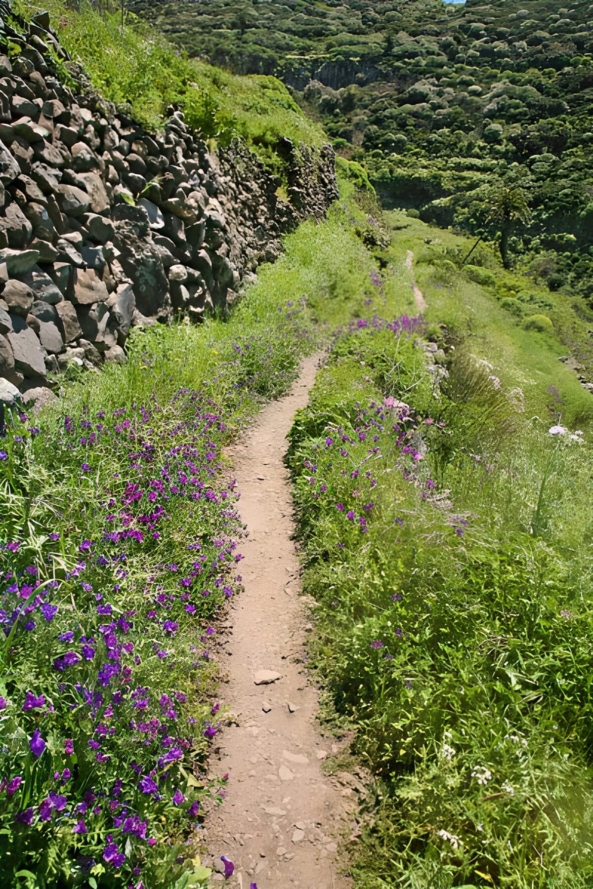 TP80417: La Gomera 43