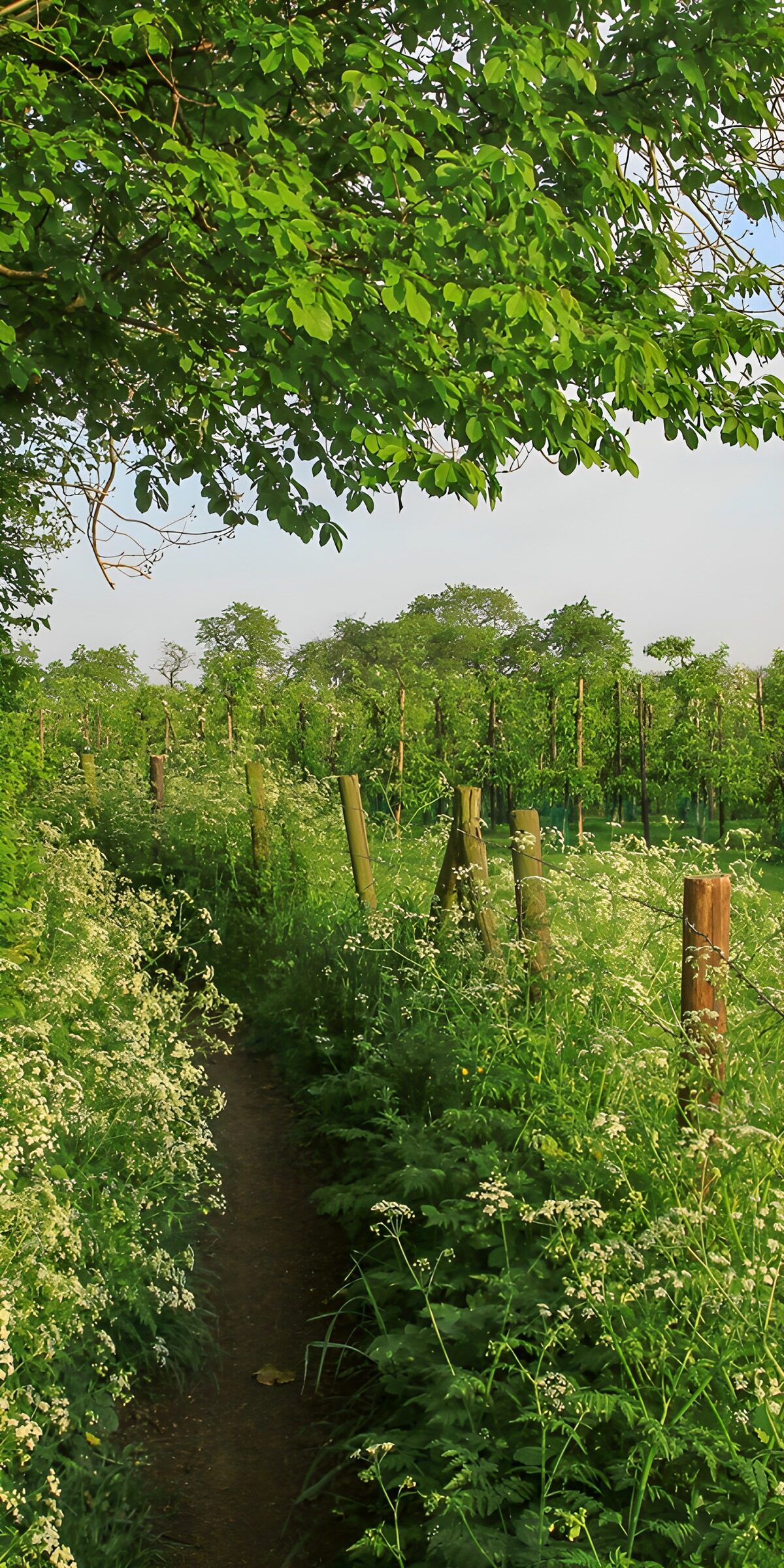 TP11964: Wandelpad door de wijngaard