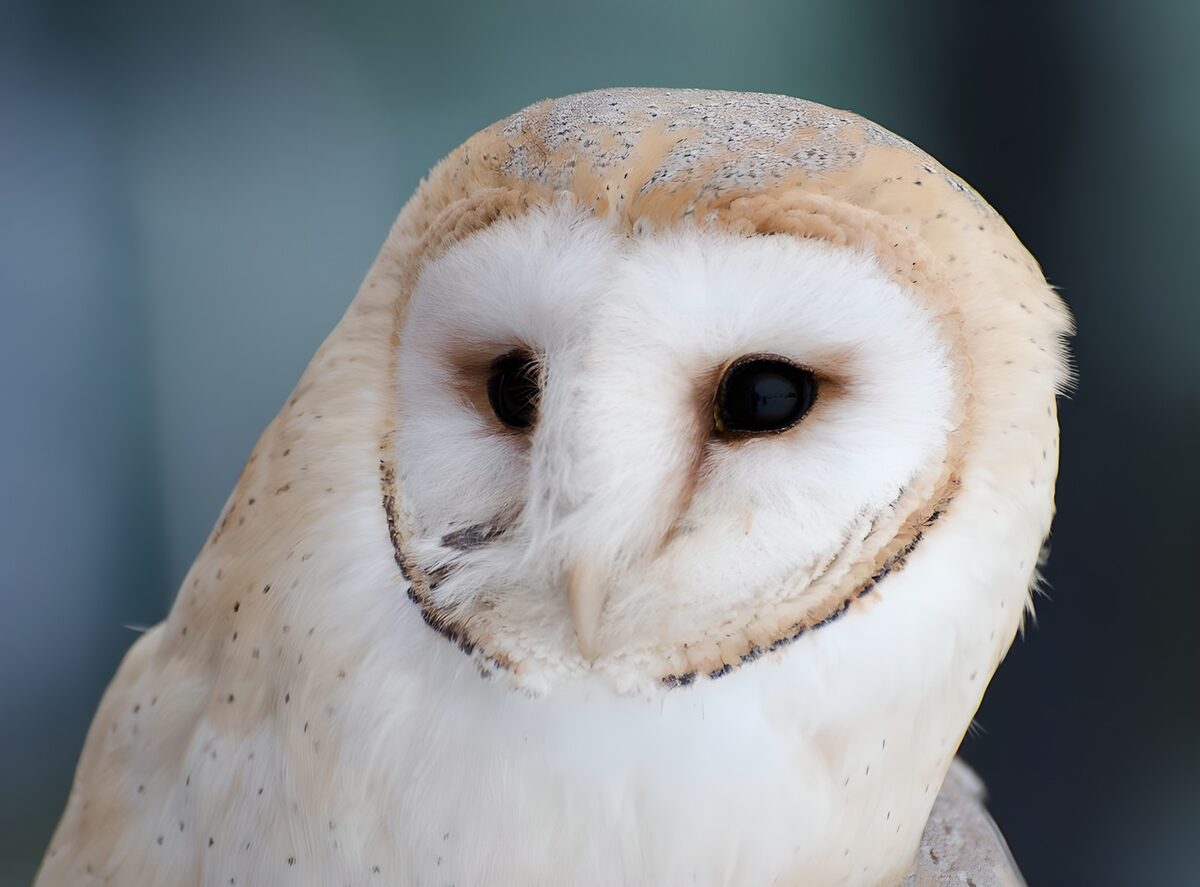 Schattige Kerkuil met Grote Ogen
