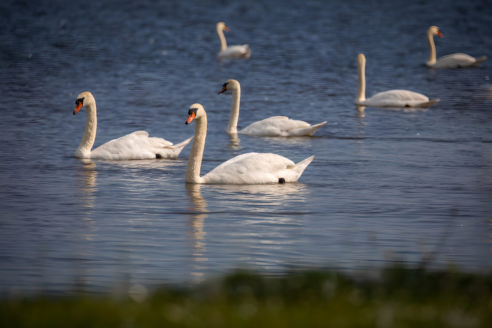 TP78116: Elegante zwanen op het water