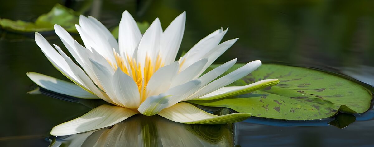 TP78440: Prachtige waterlelie in volle bloei