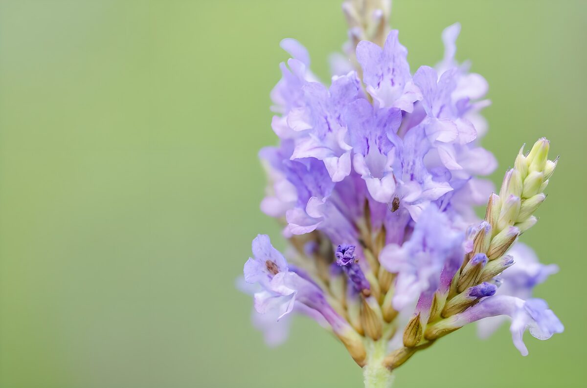 Prachtige paarse bloem in detail
