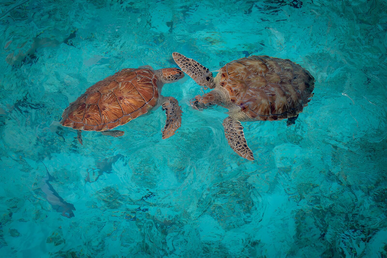 TP99470: Twee zeeschildpadden in helder water