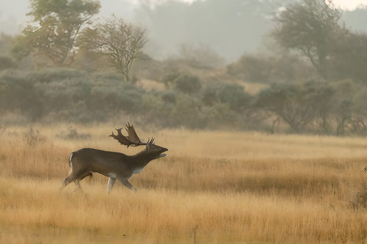 Wandelende hert in de mist