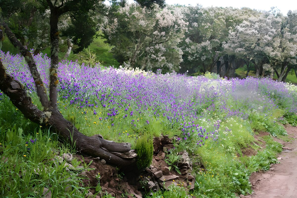 La Gomera 1