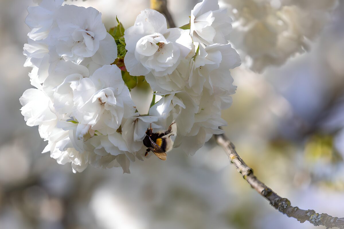 Bij op bloeiende kersenboom