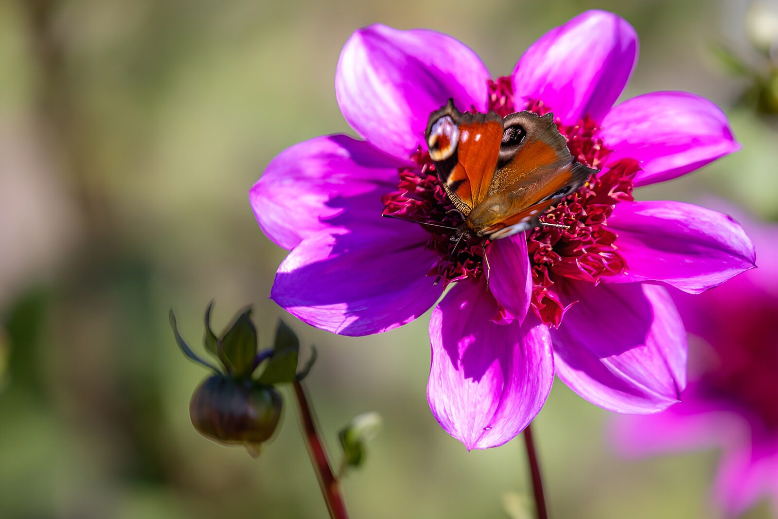 TP28323: Vlinder op een prachtige paarse bloem