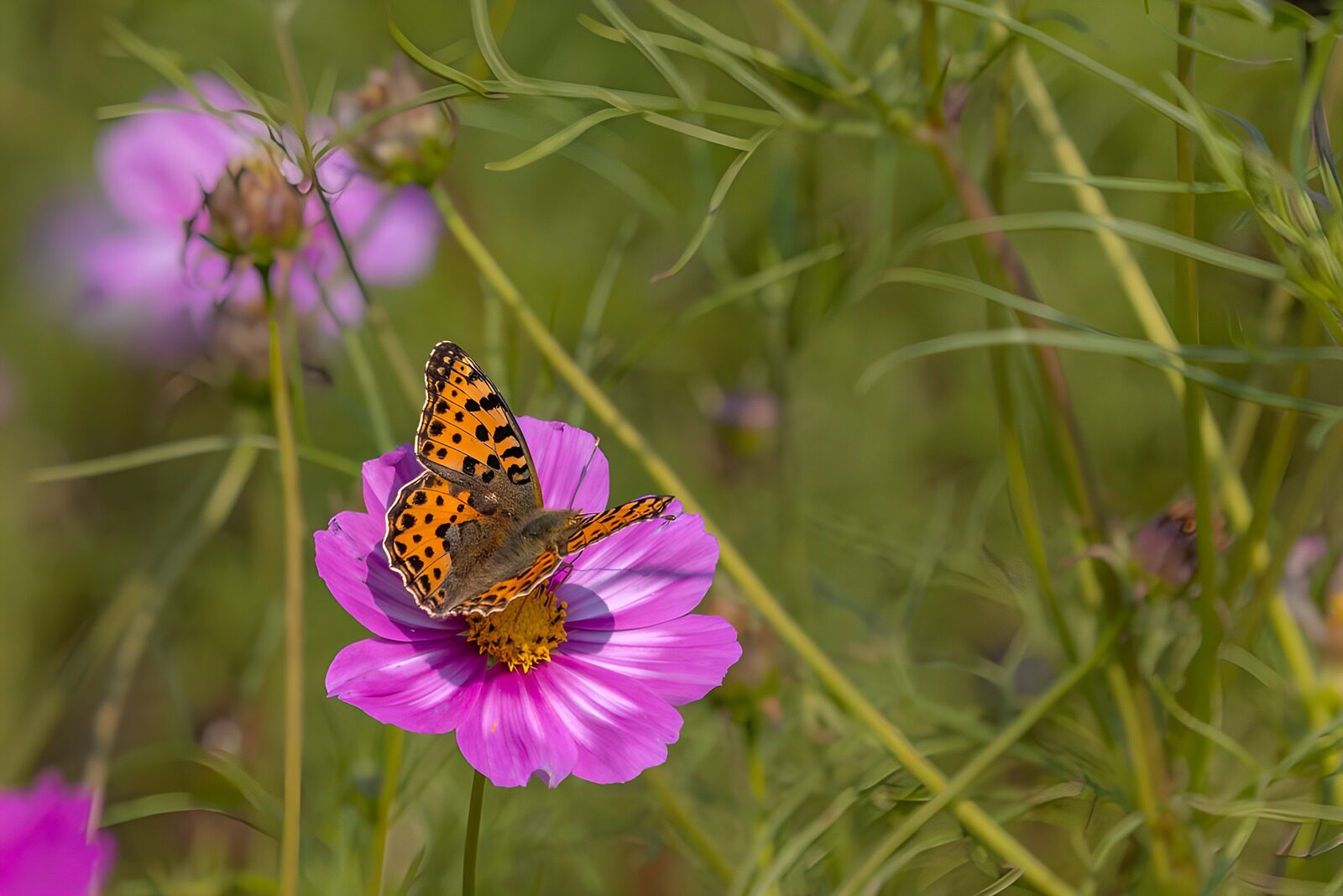 TP84259: Vlinder op een roze bloem