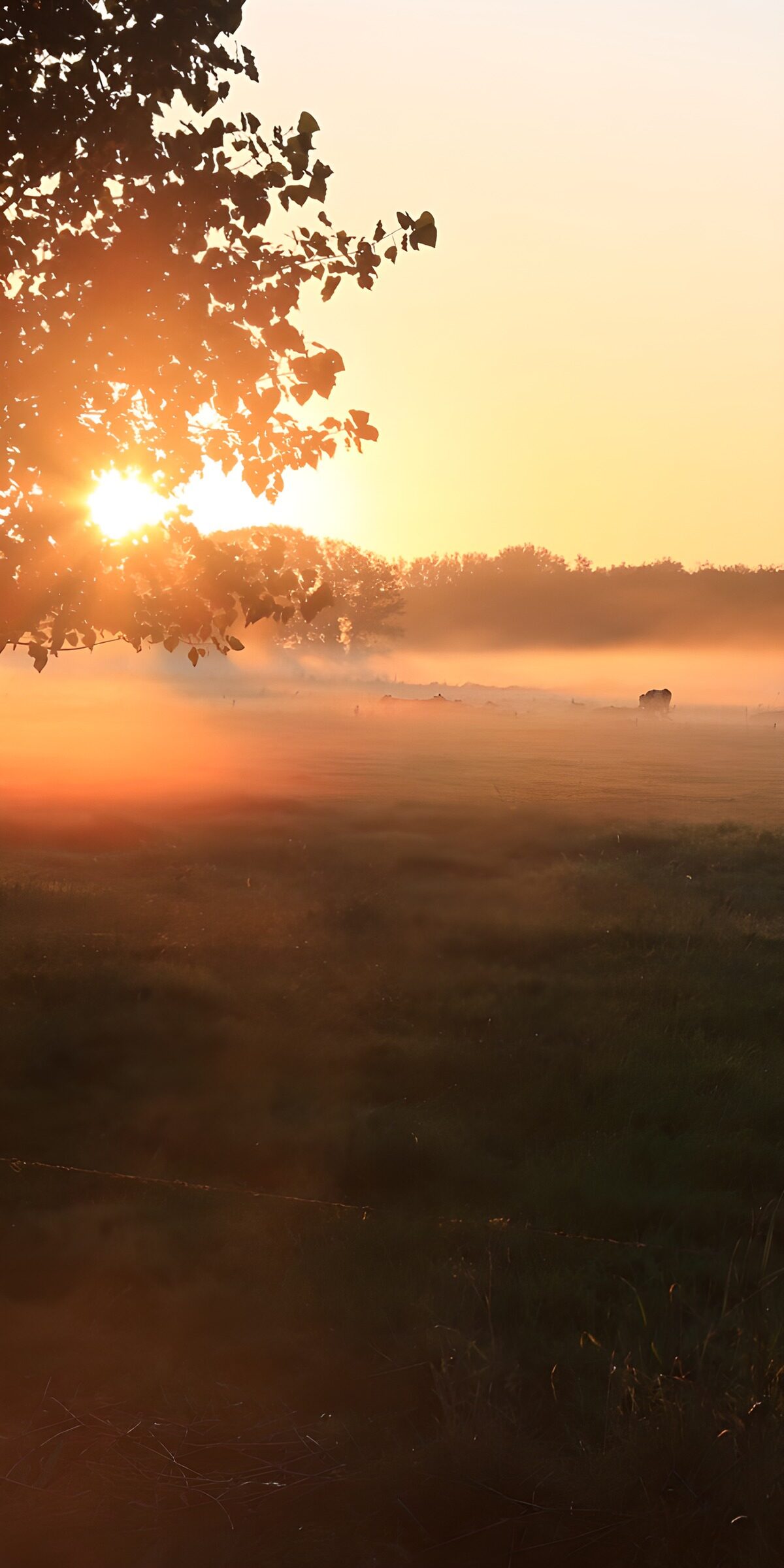 TP11284: Zonsopgang boven een mistige weide