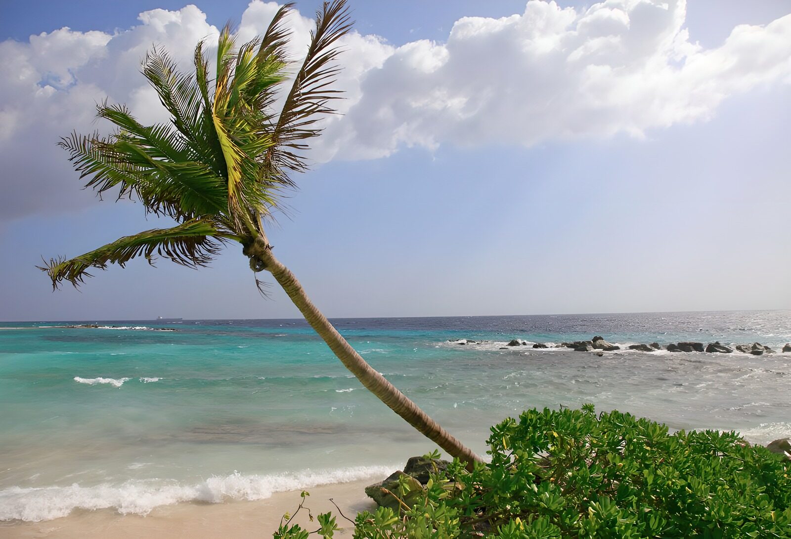 TP37605: Hangende palmboom bij de Caribische zee