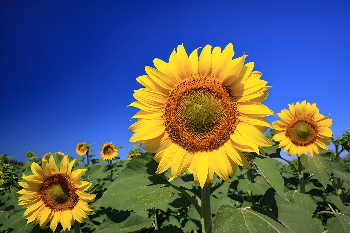 TP45389: Zonnebloemen in de zon
