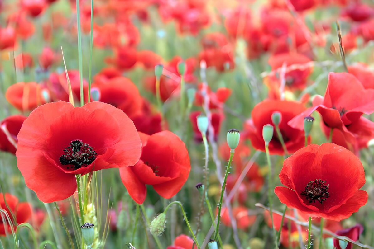 Poppies field
