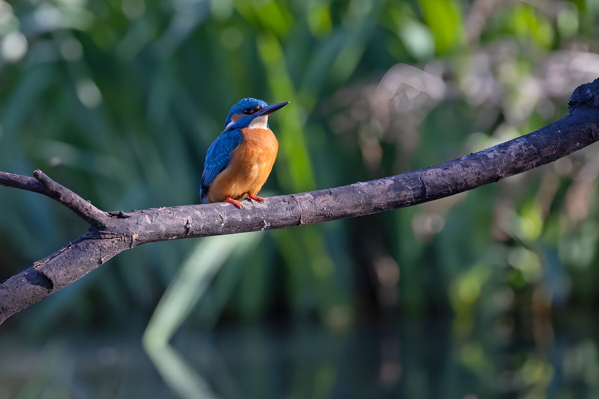 TP43229: IJsvogel op een tak