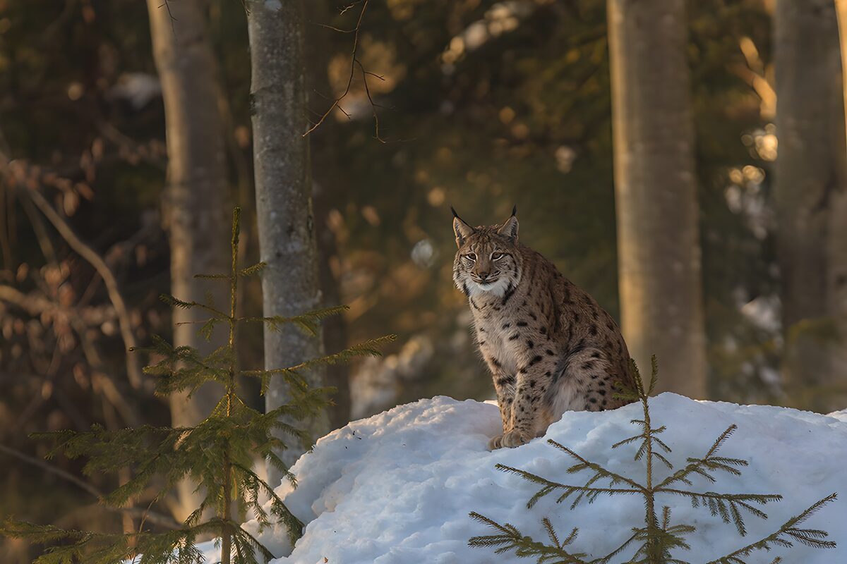 Lynx in de sneeuw tijdens de winter