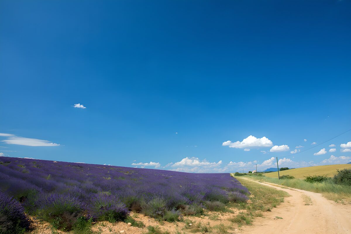 Prachtig lavendelveld onder blauwe lucht