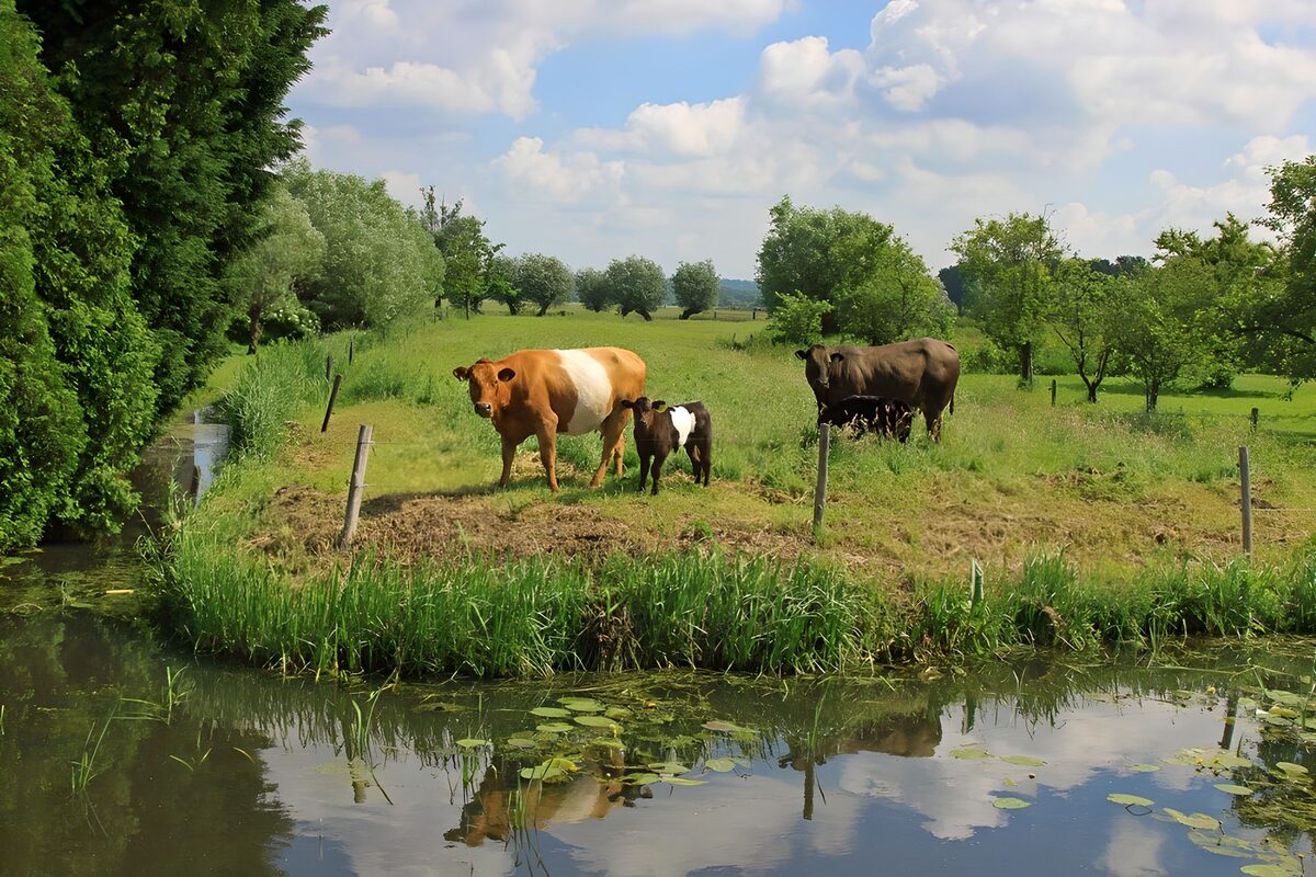 Koeien in weiland bij slootje