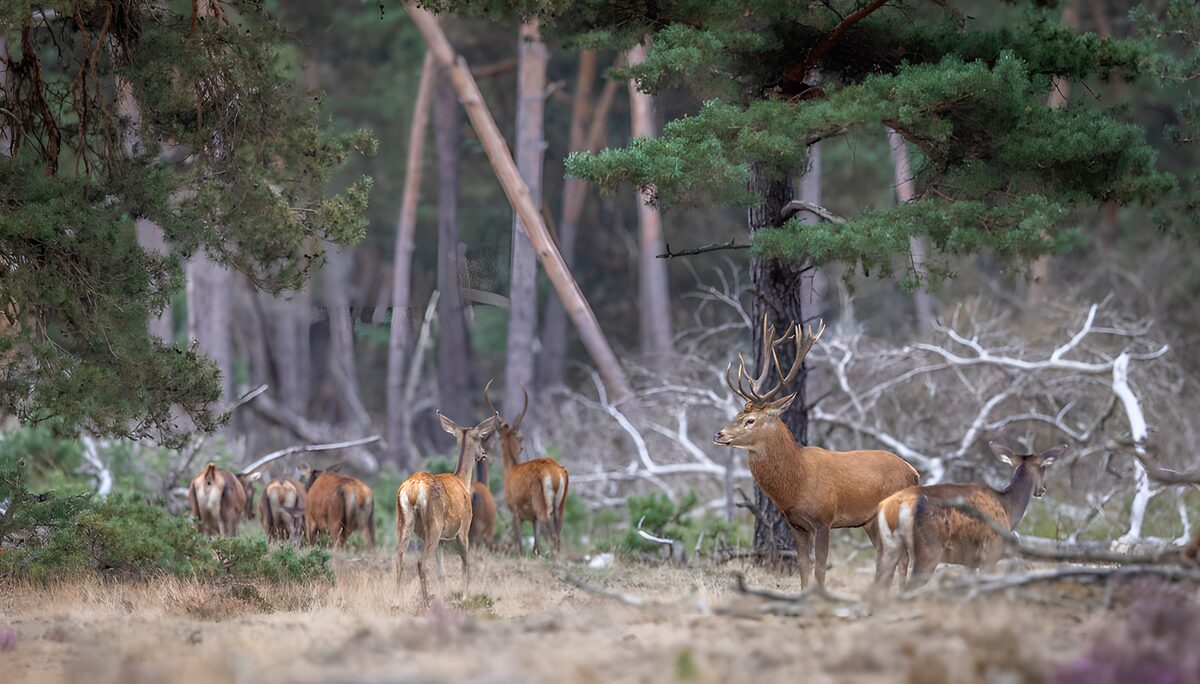 Safaridieren in het bos