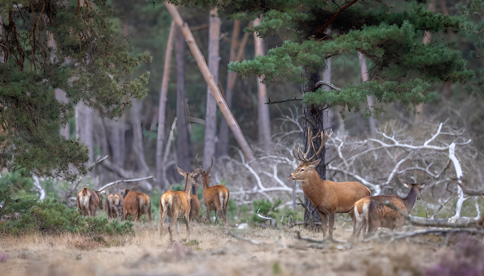 TP27339: Safaridieren in het bos