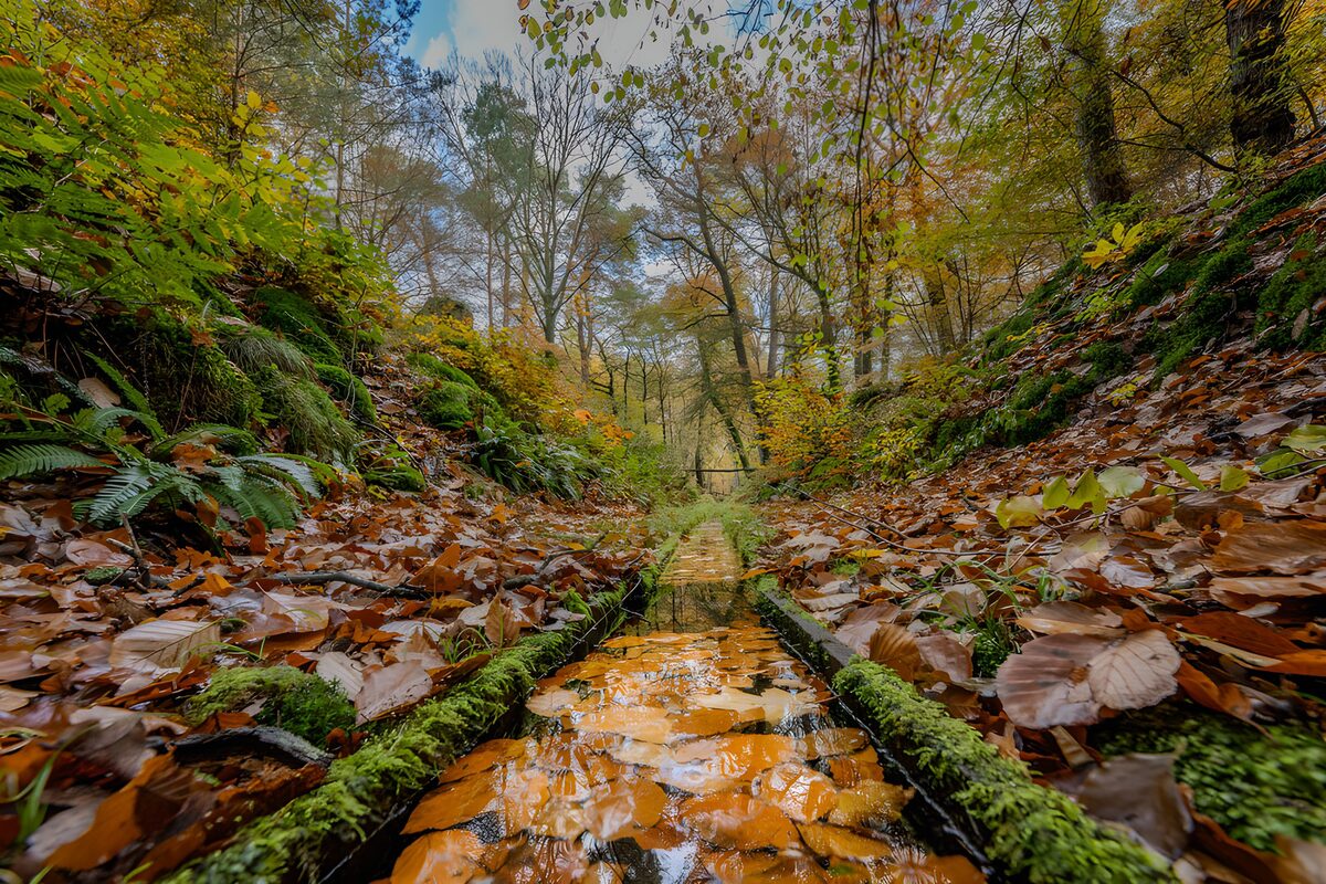Herfstpad langs het beekje