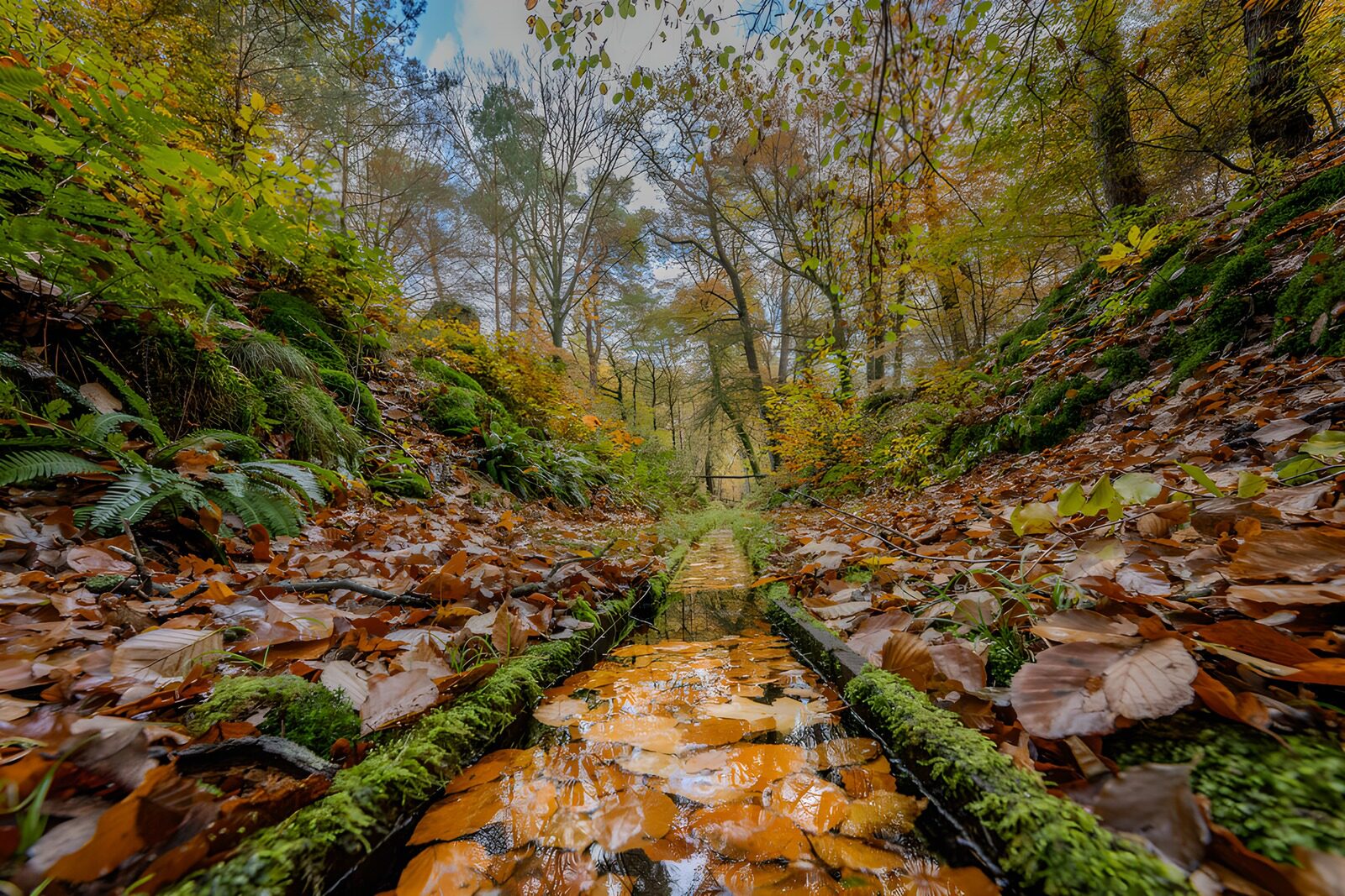 TP87645: Herfstpad langs het beekje
