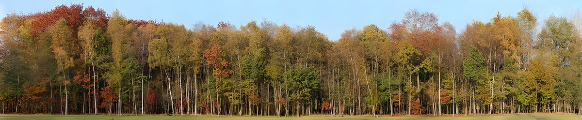 Bos in herfstkleuren