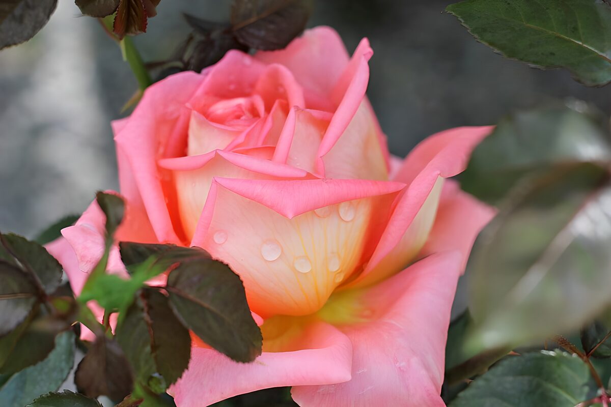 Close-up rose pracht