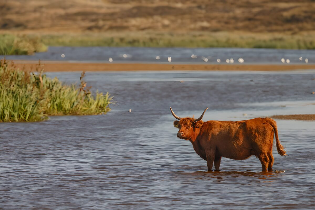 Hooglander in het water