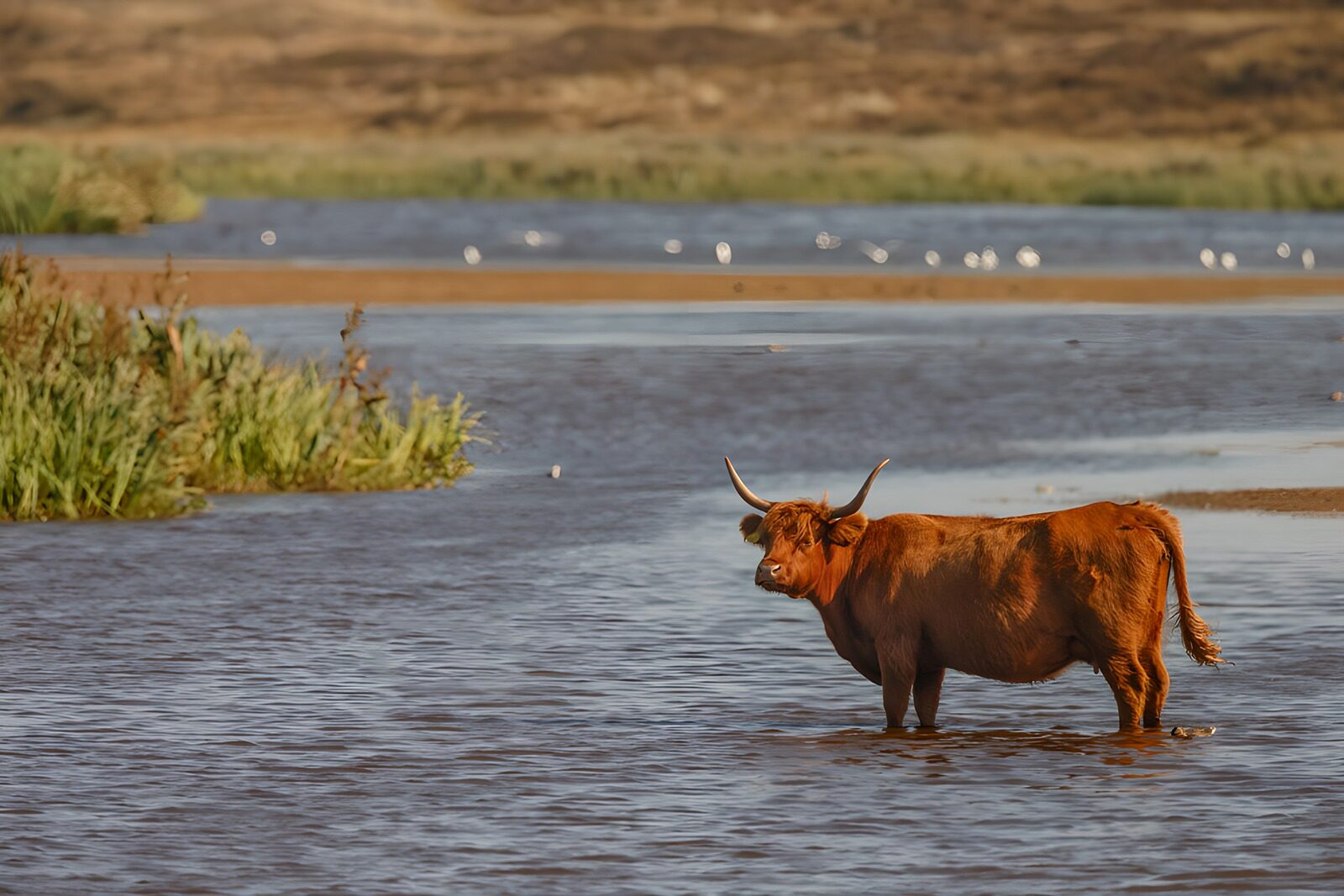 TP71893: Hooglander in het water