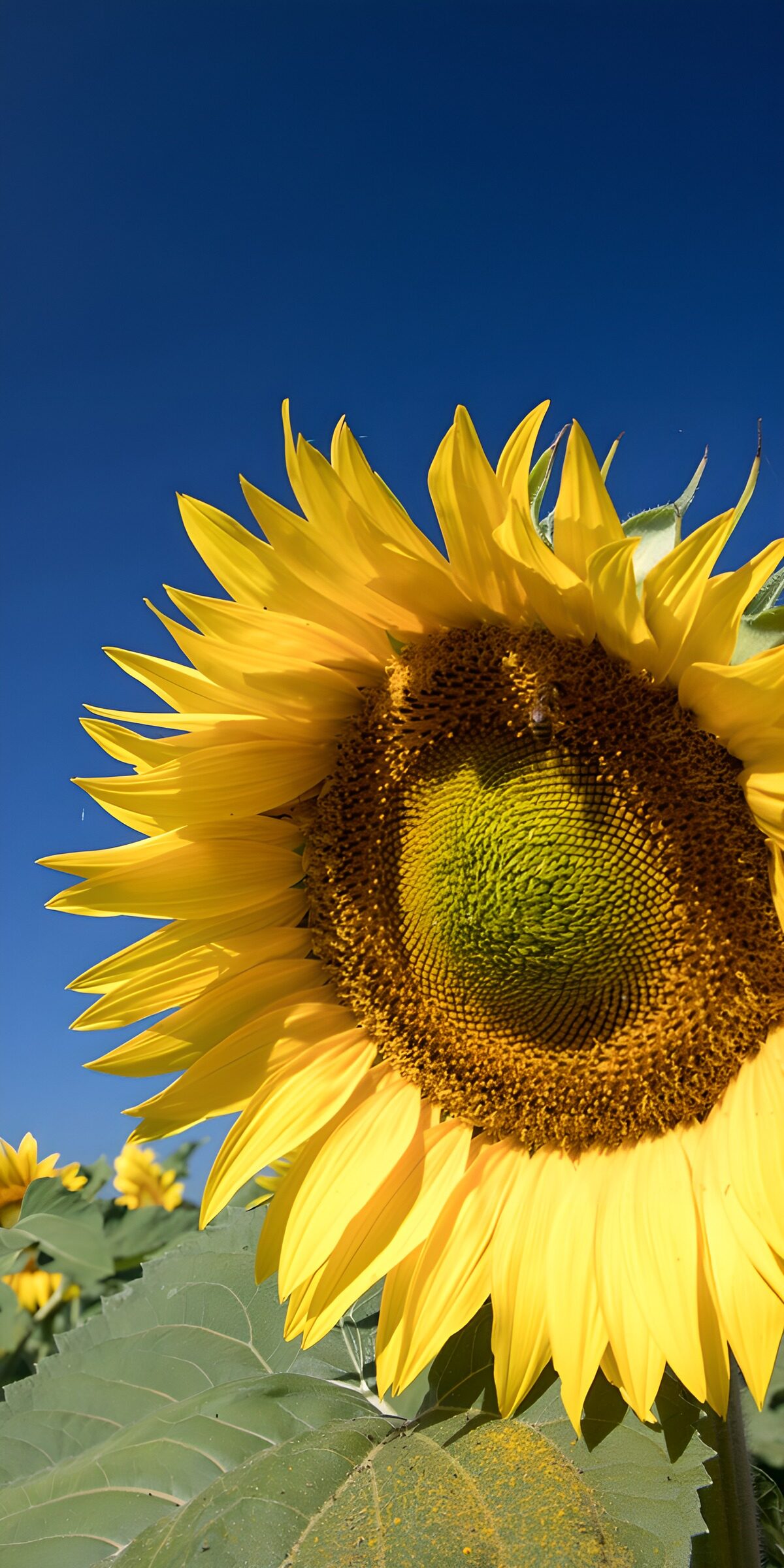 TP70430: Stralende zonnebloem onder een blauwe lucht