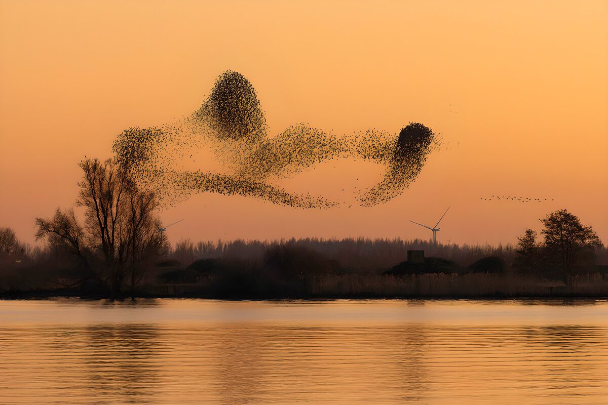 Dansende Vogels bij Zonsondergang