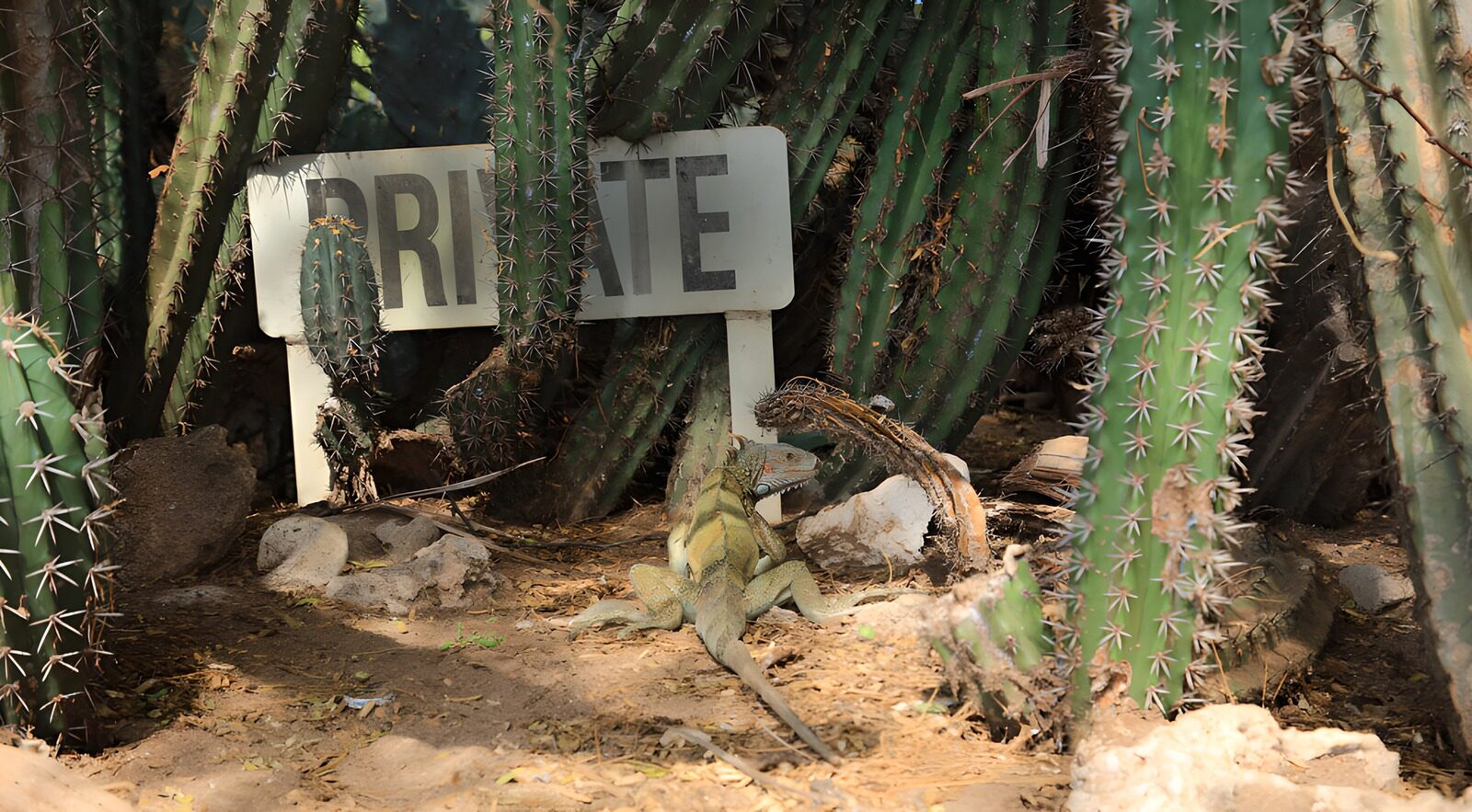 TP99382: Iguana bij een privébord tussen cactussen