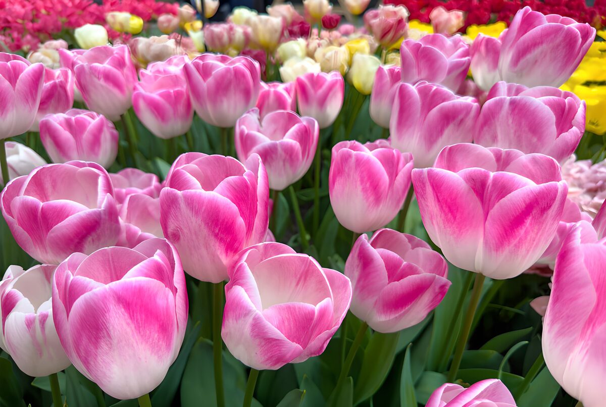 Schitterende roze tulpen in bloei