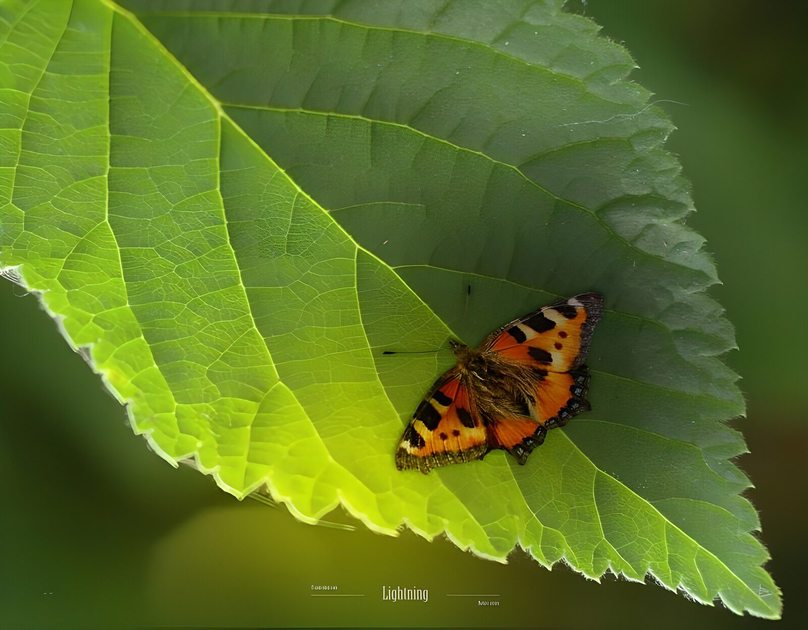 TP82973: Distelvlinder op blad