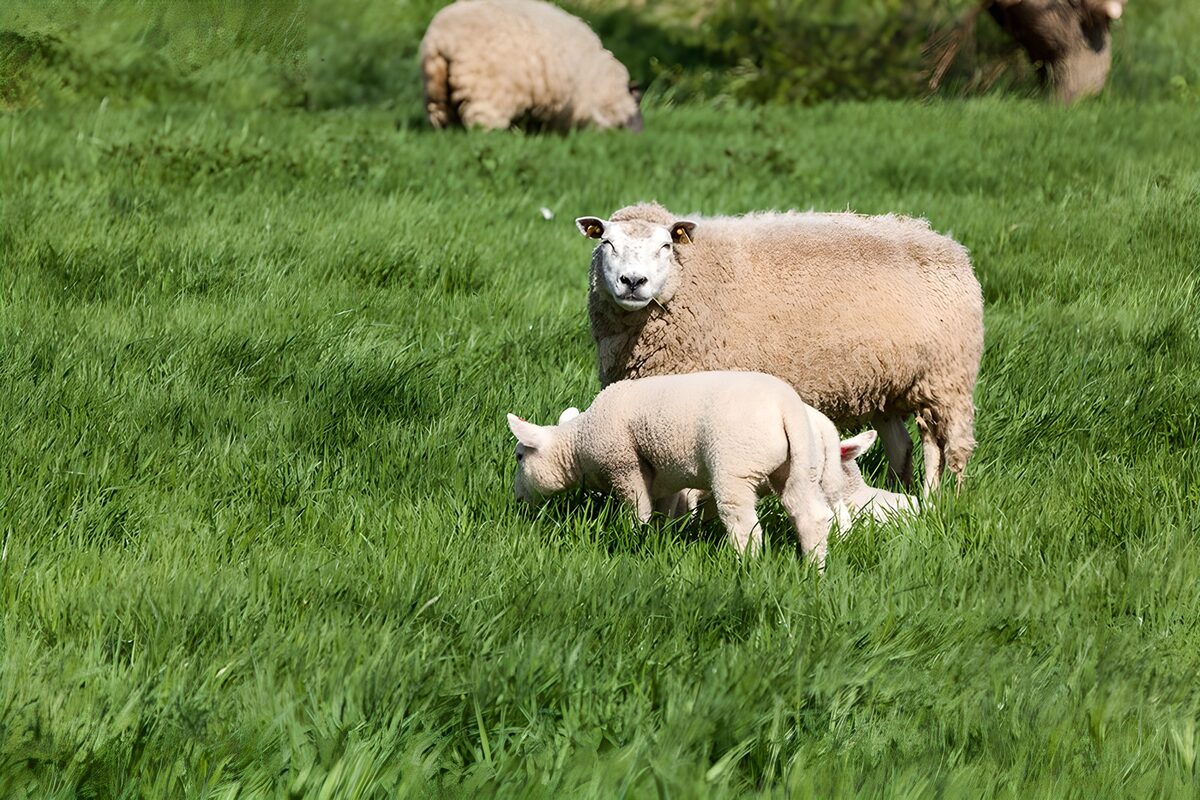 Schapen in een groene weide