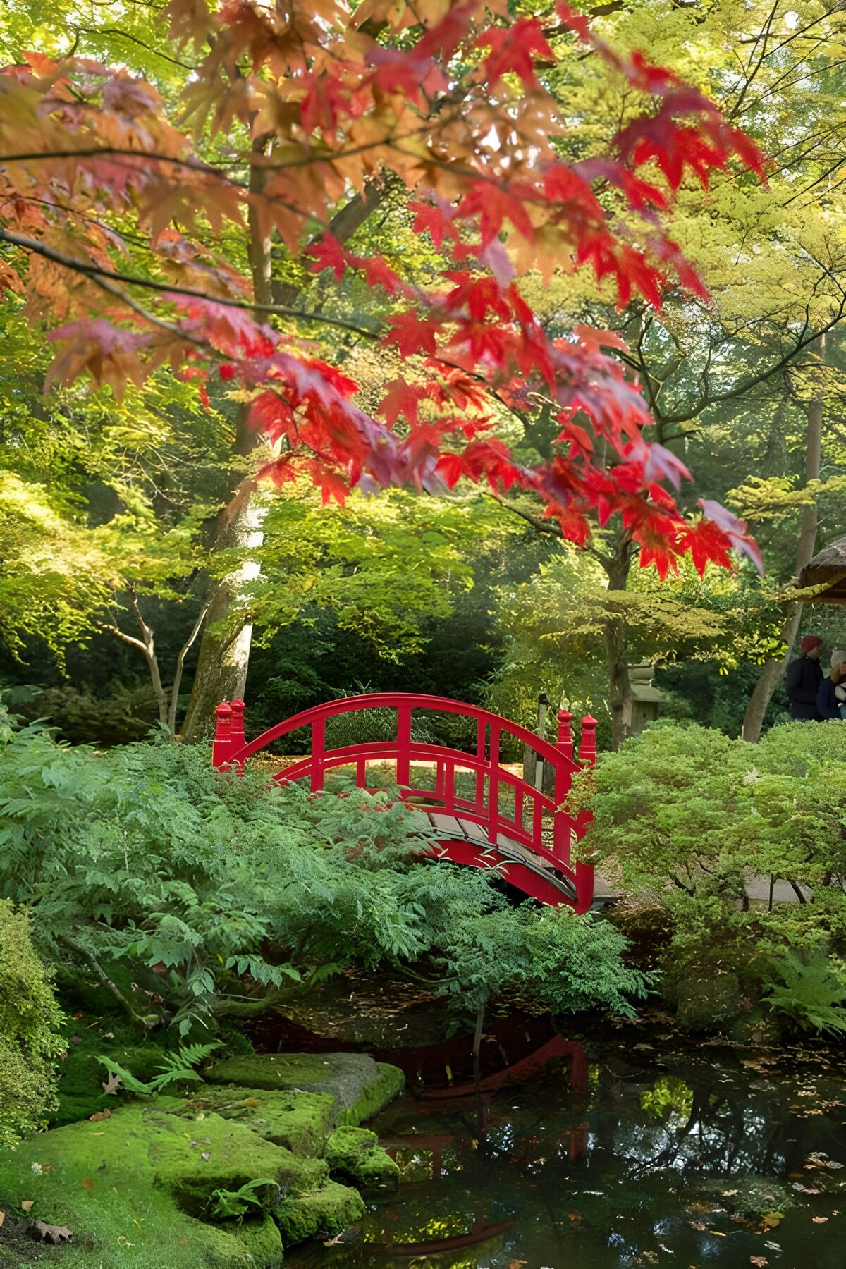 Japanse esdoorn boven rood bruggetje