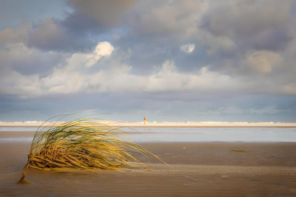 Gras aan de kust onder een bewolkte lucht