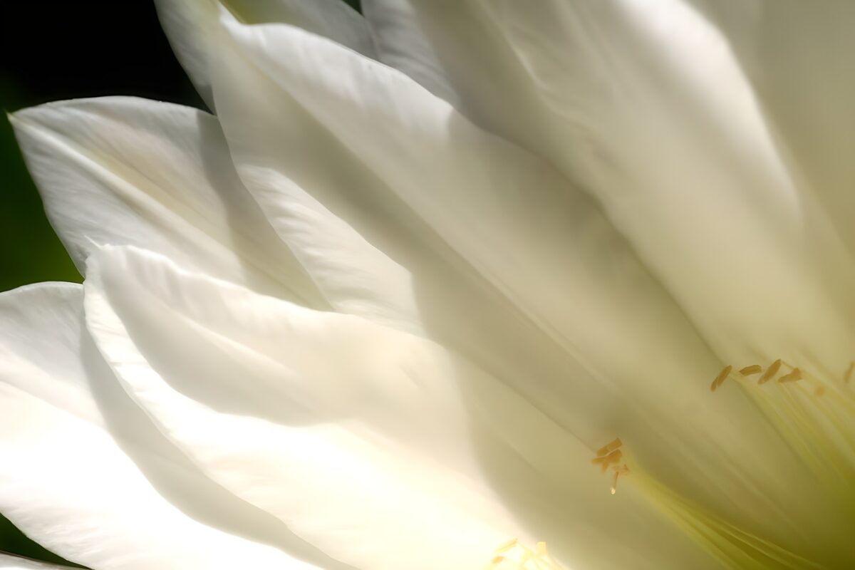 White surprice