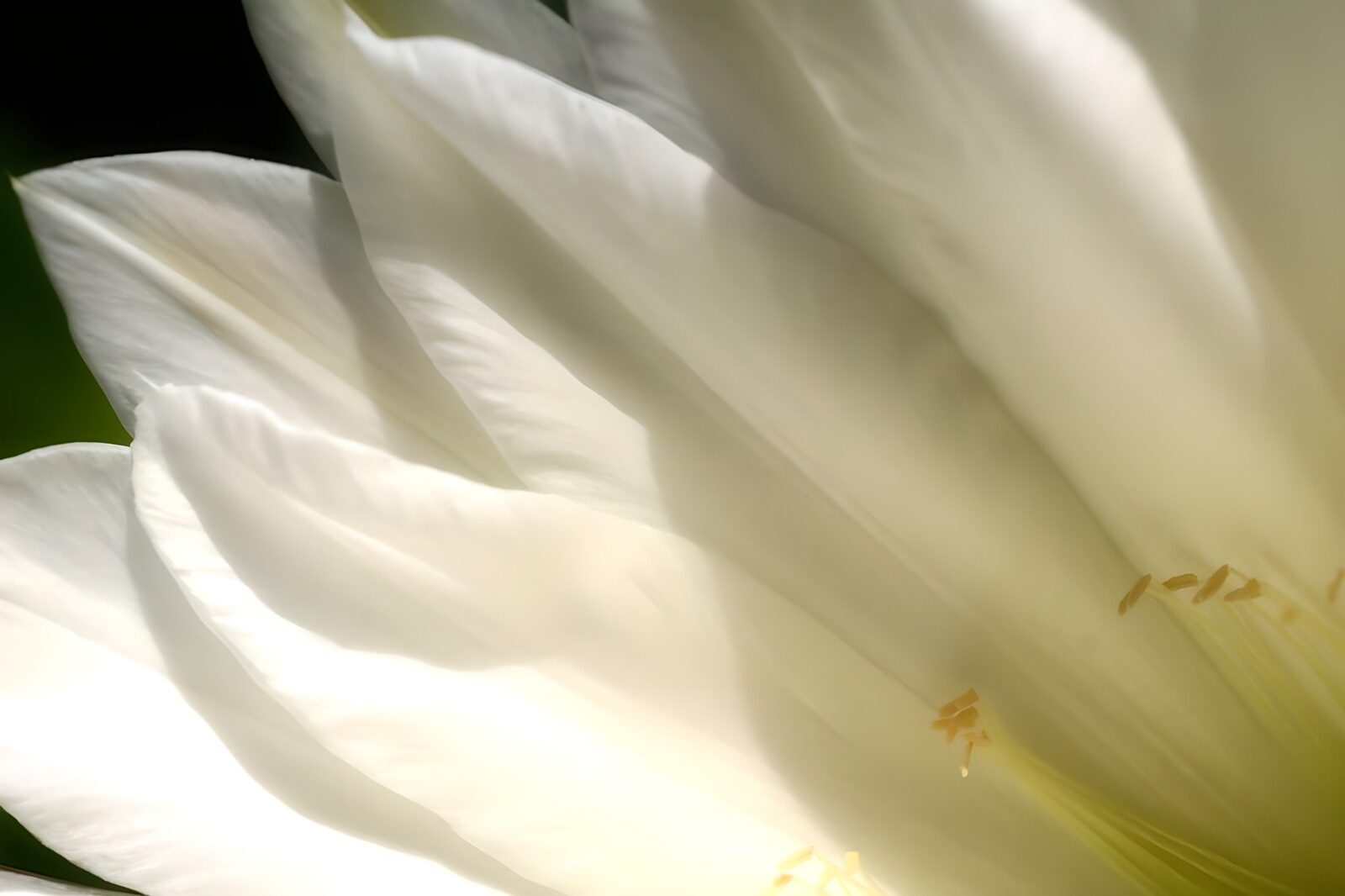 TP37191: White surprice