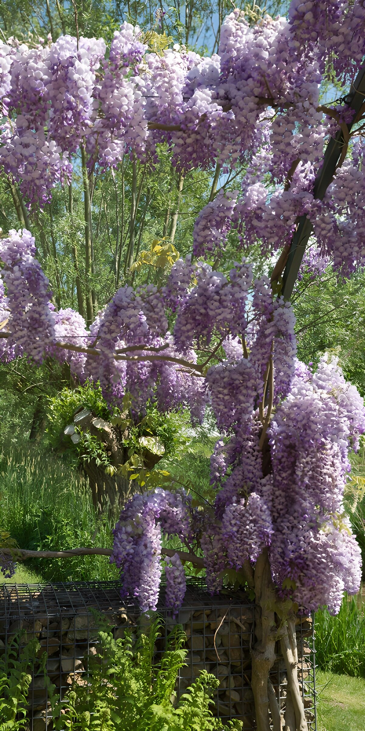 Prachtige bloeiende wisteria in de zon