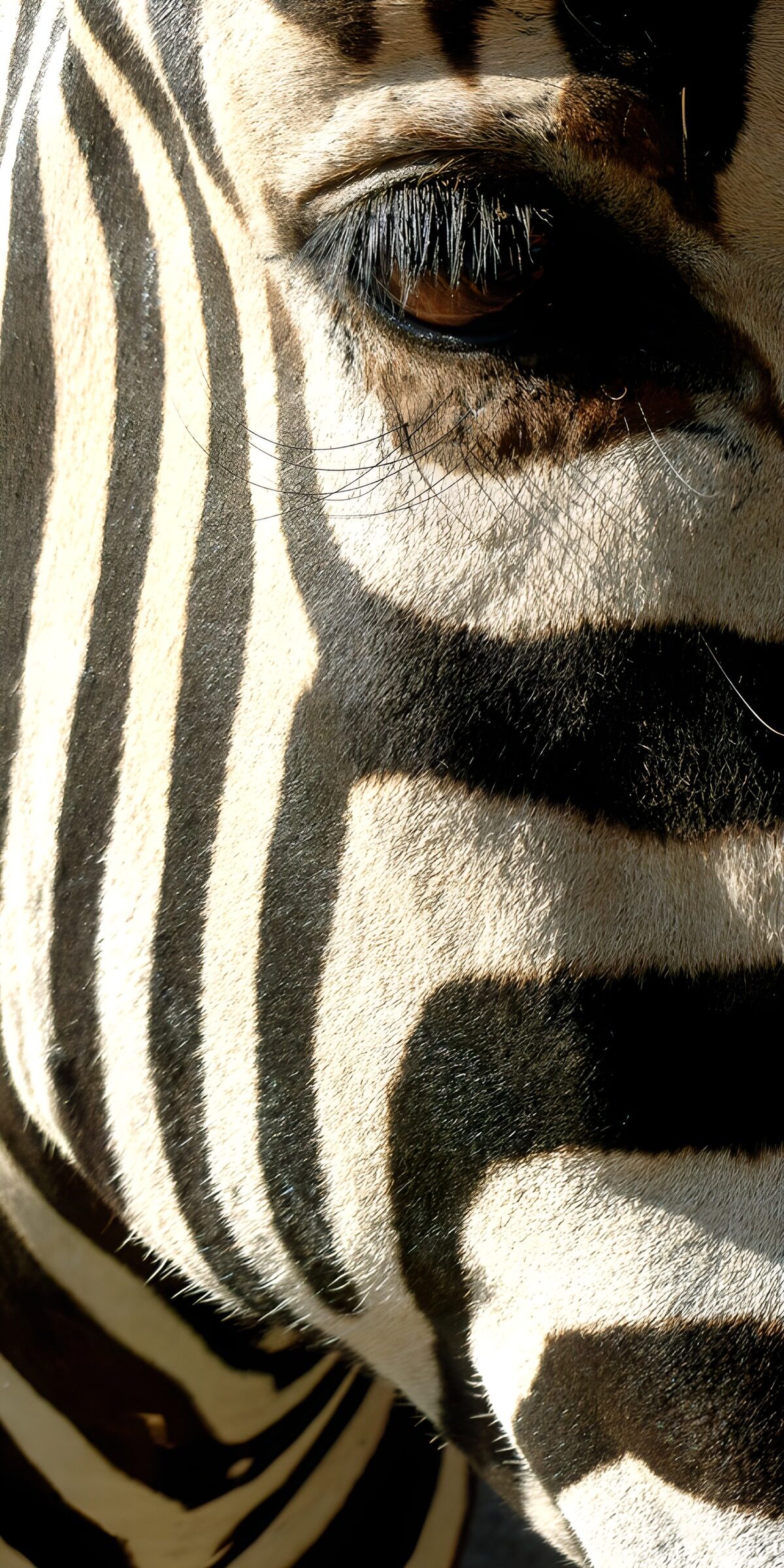 TP93918: Close-up van een zebra