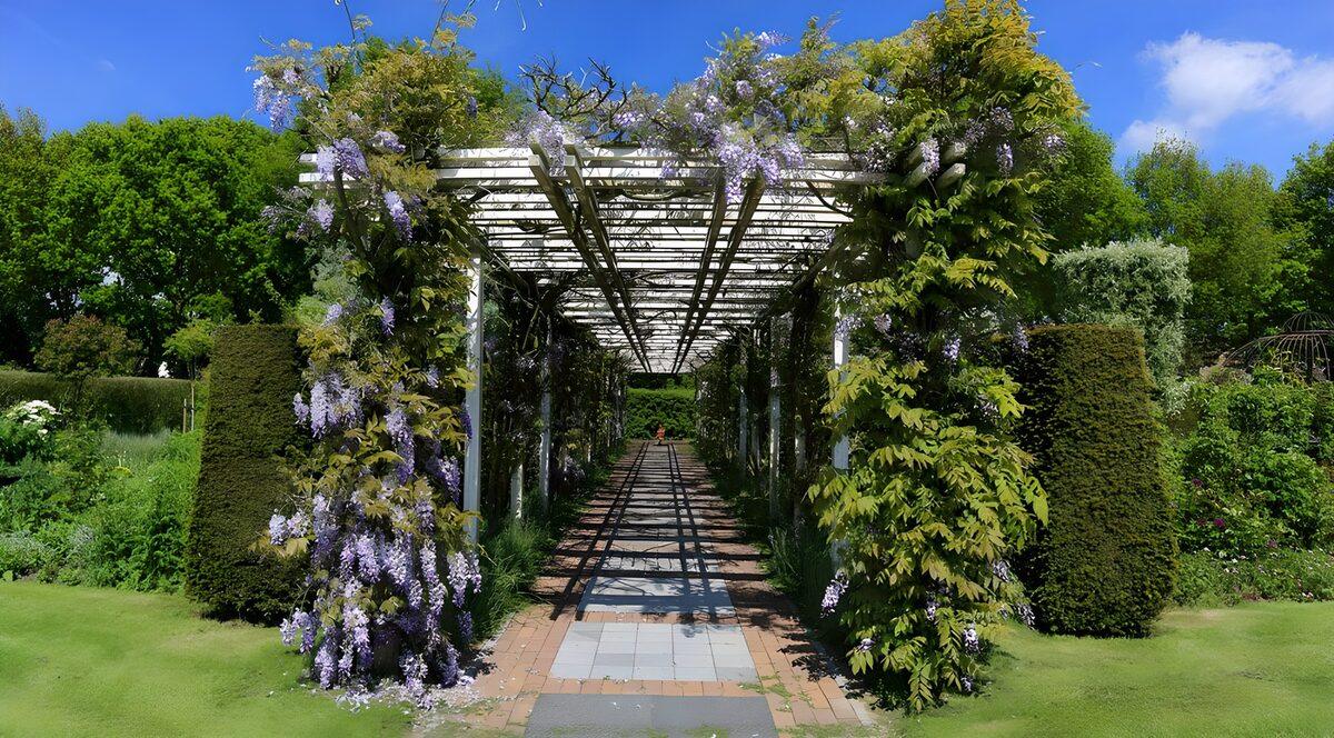 Pergola met blauwe regen 2