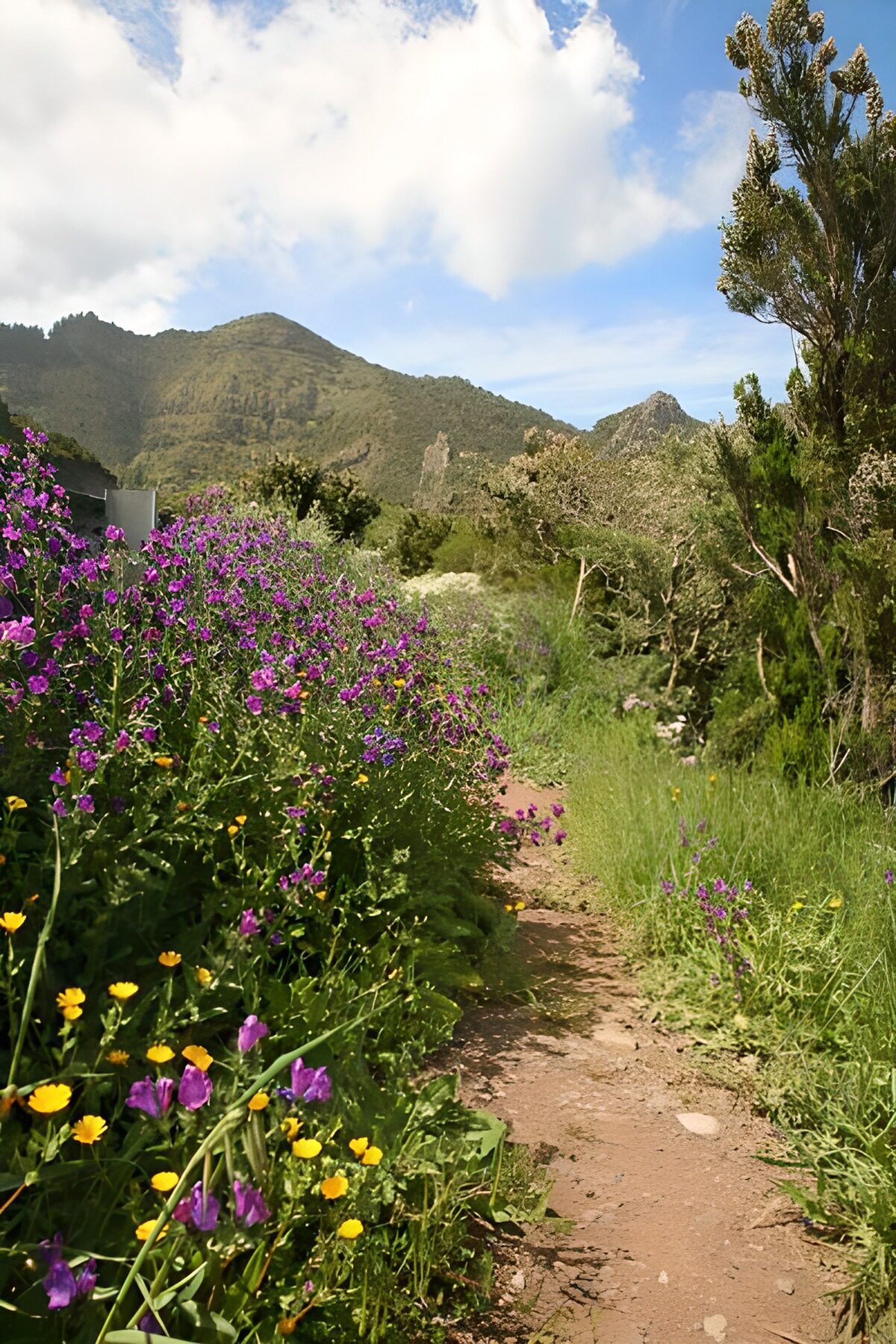 TP54799: La Gomera 23