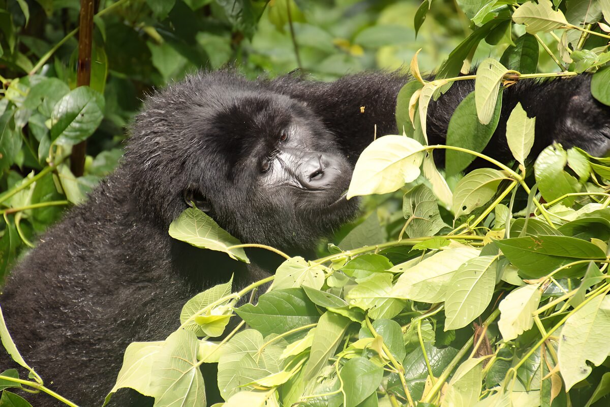 Gorillabezoeker in de bladeren