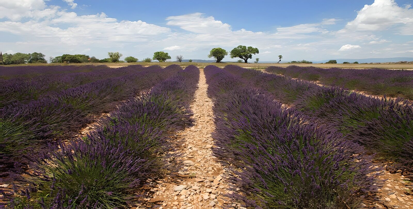 TP33256: Prachtig lavendelveld onder een blauwe lucht