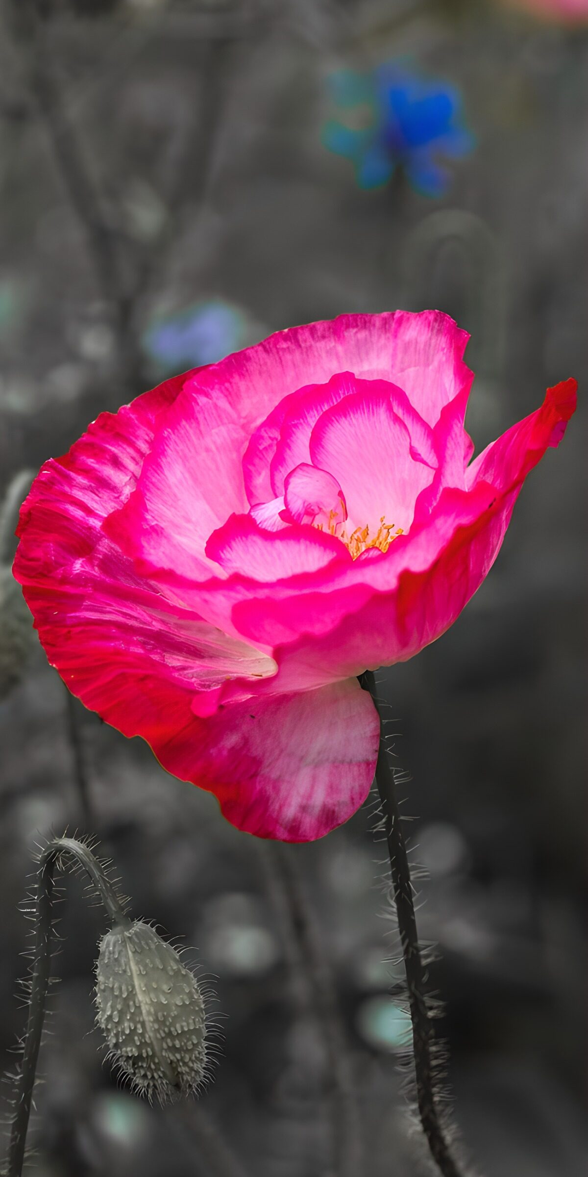 TP77826: Prachtige roze papaver in volle bloei