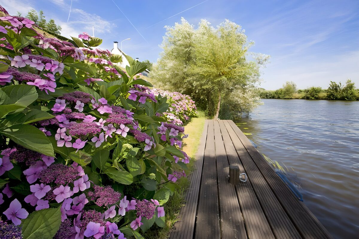 TP26705: Hortensia met een steiger aan de Linge