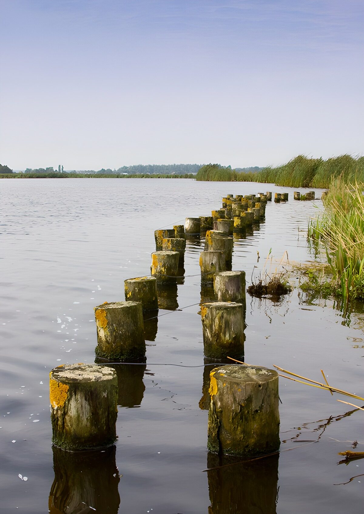 Verweerde palen langs het water