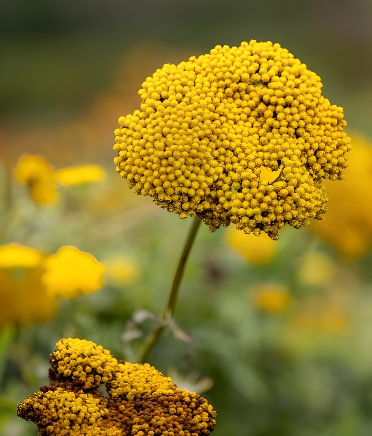 Stralende gele bloemen in een veld