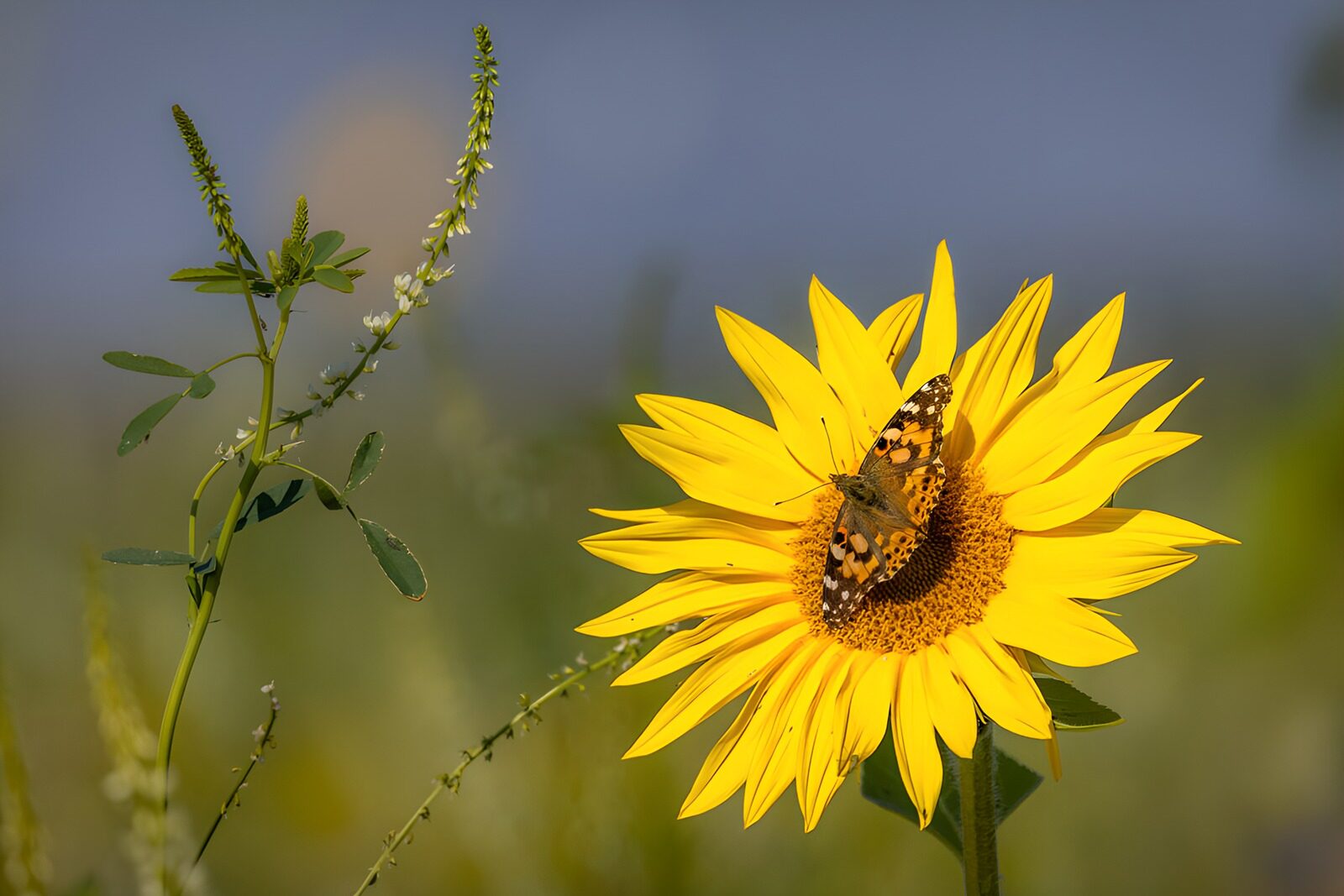 TP68285: Vlinder op een zonnebloem