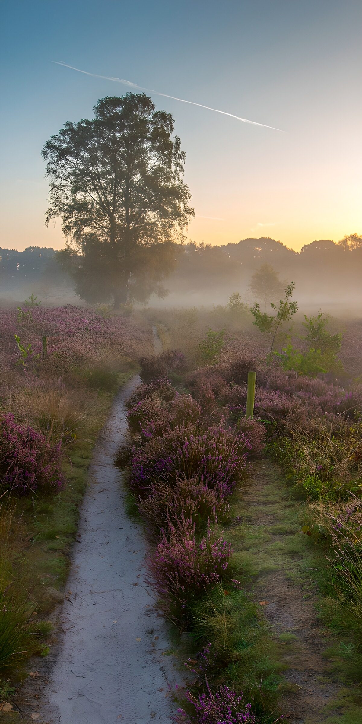 TP68686: Mistige heide bij zonsopgang